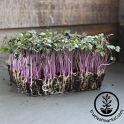 Cabbage - Red Acre - Microgreens Seeds