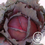 Cabbage Seeds - Red Express