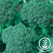 Broccoli Seeds - Green Sprouting Calabrese