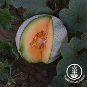 Melon Seeds - Cantaloupe - Planters Jumbo