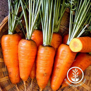 Carrot Seeds - Chantenay Red Core