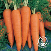 Carrot Seeds - Danvers 126