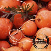 Carrot Seeds - Parisian - Organic