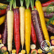 Carrot Seeds - Rainbow Blend (Organic)