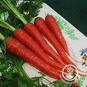 Carrot Seeds - Atomic Red