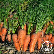 Carrot Seeds - Royal Chantenay