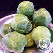 Brussels Sprouts - Catskill