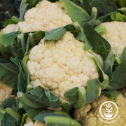 Cauliflower Seeds - All Year Round