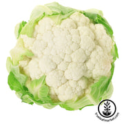 Cauliflower - Igloo