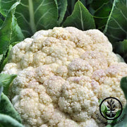 Cauliflower Seeds - Self-Blanche