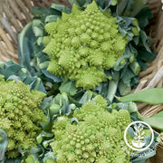 Cauliflower Seeds - Veronica Romanesco Hybrid