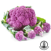 Cauliflower - Violetta Italia