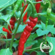 Pepper Seeds - Hot - Cayenne Long Red Thin - Organic