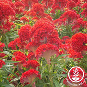 Celosia Seeds - Crested - Prestige Scarlet