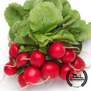 Radish Seeds - Cherry Belle (Organic)