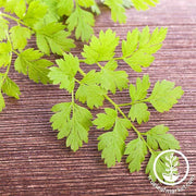 Chervil Seeds - Curled