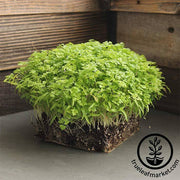 Chervil - Curled - Microgreens Seeds