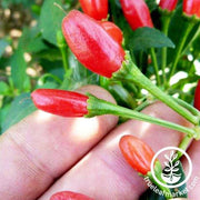 Pepper Seeds - Hot - Chiltepin