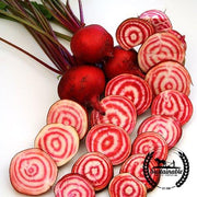 Beet Seeds - Chioggia (Organic)