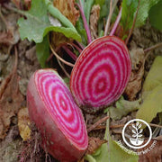 Beet Seeds - Chioggia