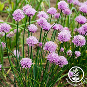 Chives Seeds