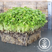 Cilantro Seeds - Leisure Splits - Microgreens Seeds