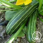 Squash Seeds - Cocozelle Zucchini