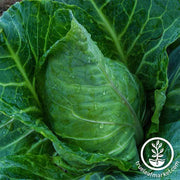 Collards Seeds - Champion