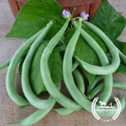 Bean Seeds - Bush - Contender - Organic