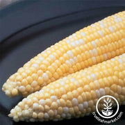 Corn Seeds - Sweet - Ambrosia Hybrid