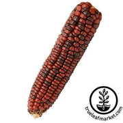 Corn Seeds - Dent - Ornamental - Bloody Butcher