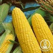 Corn Seeds - Sweet - Jubilee Hybrid