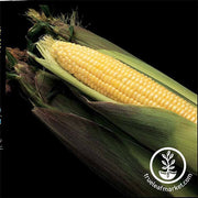 Corn Seeds - Sweet - Kandy Korn Hybrid