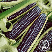 Corn Seeds - Flint - Hopi Blue