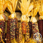 Corn Seeds - Ornamental - Indian