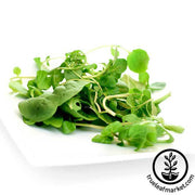 Cress Seeds - Upland