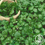 Cress Seeds - Watercress