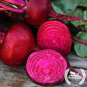 Beet Seeds - Crosby Egyptian - Organic