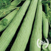 Cucumber Seeds - Armenian - Organic