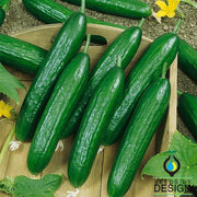 Cucumber Seeds - Beit Alpha F1 CMR/MMR