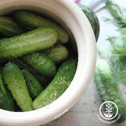 Cucumber Seeds - Burpless Bush Slicer F1