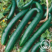 Cucumber Seeds - Green Dragon Burpless F1