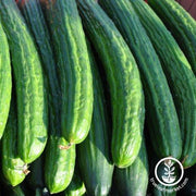 Cucumber Seeds - Greenhouse Long Burpless F1