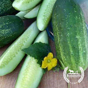 Cucumber Seeds - Homemade Pickles - Organic