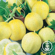 Cucumber Seeds - Lemon