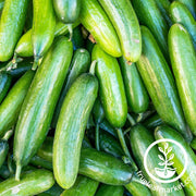 Cucumber Seeds - Marketer