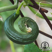 Cucumber Seeds - Metki Dark Green Armenian