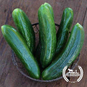 Cucumber Seeds - Muncher Burpless - Organic