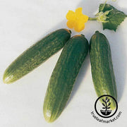 Cucumber Seeds - Muncher