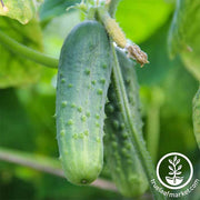 Cucumber Seeds - Pickling - Boston Pickling